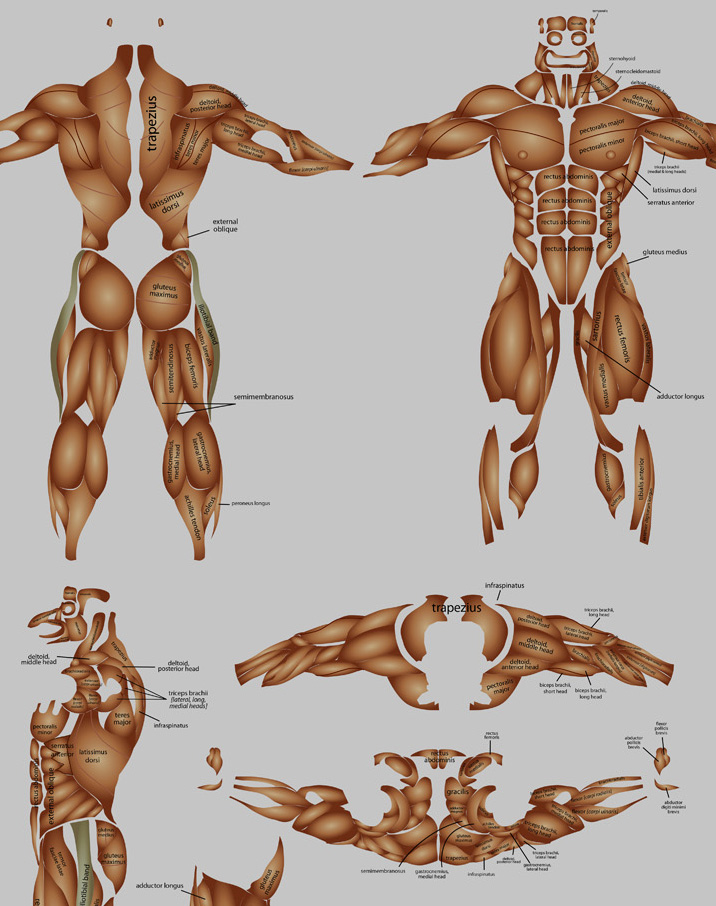 muscles guide
