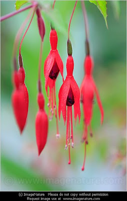 Fuchsia flower