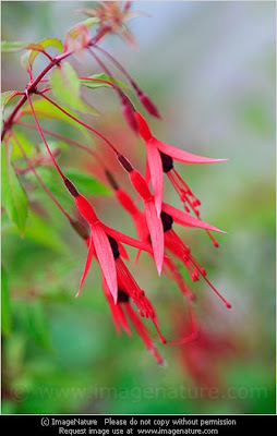 Fuchsia flower