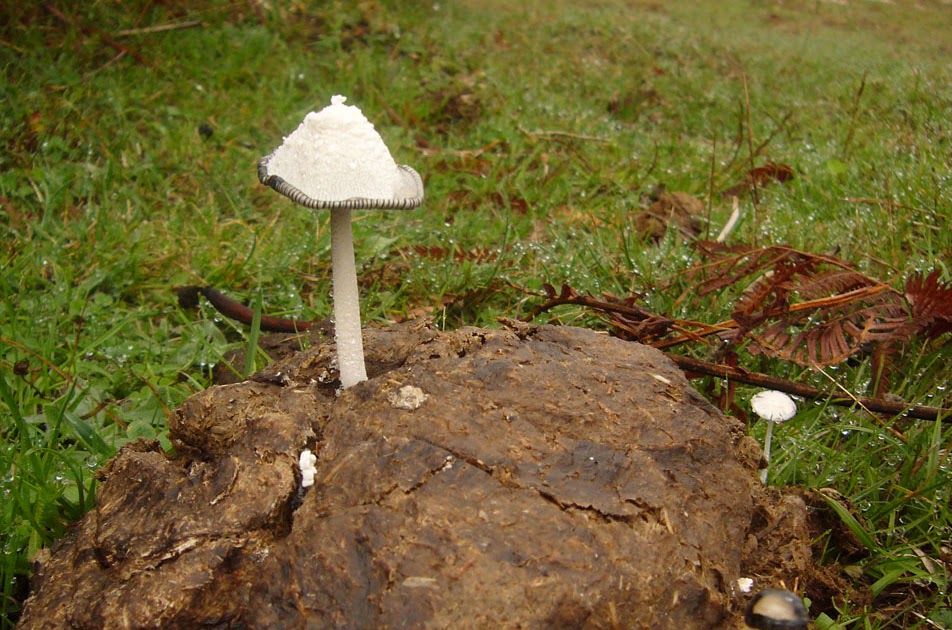 pintando plantas Boñiga
