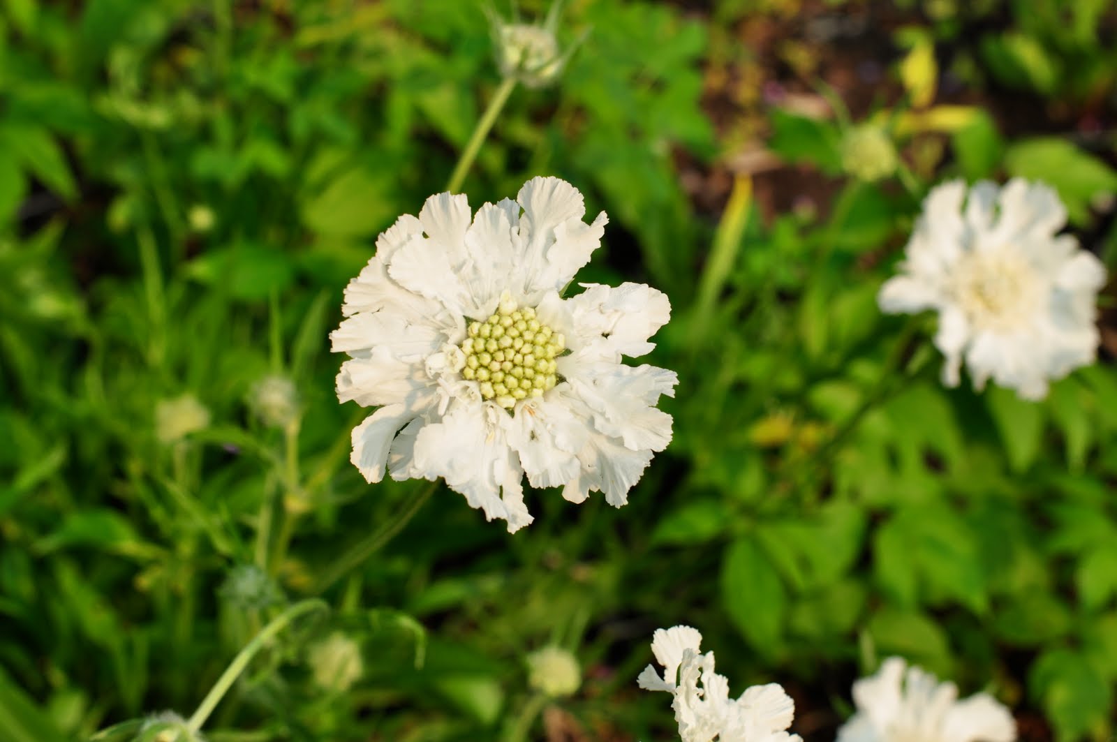 Northern Exposure Gardening Later Summer Perennials