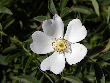 Rosa Canina del Montseny