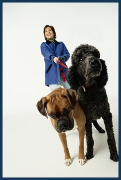 dog trainer for aggressive behavior near me dog trainer for aggressive behavior near me