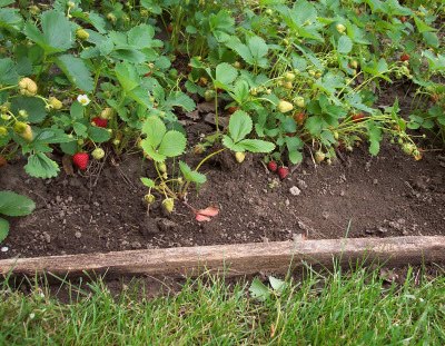 Garden Strawberry Patch