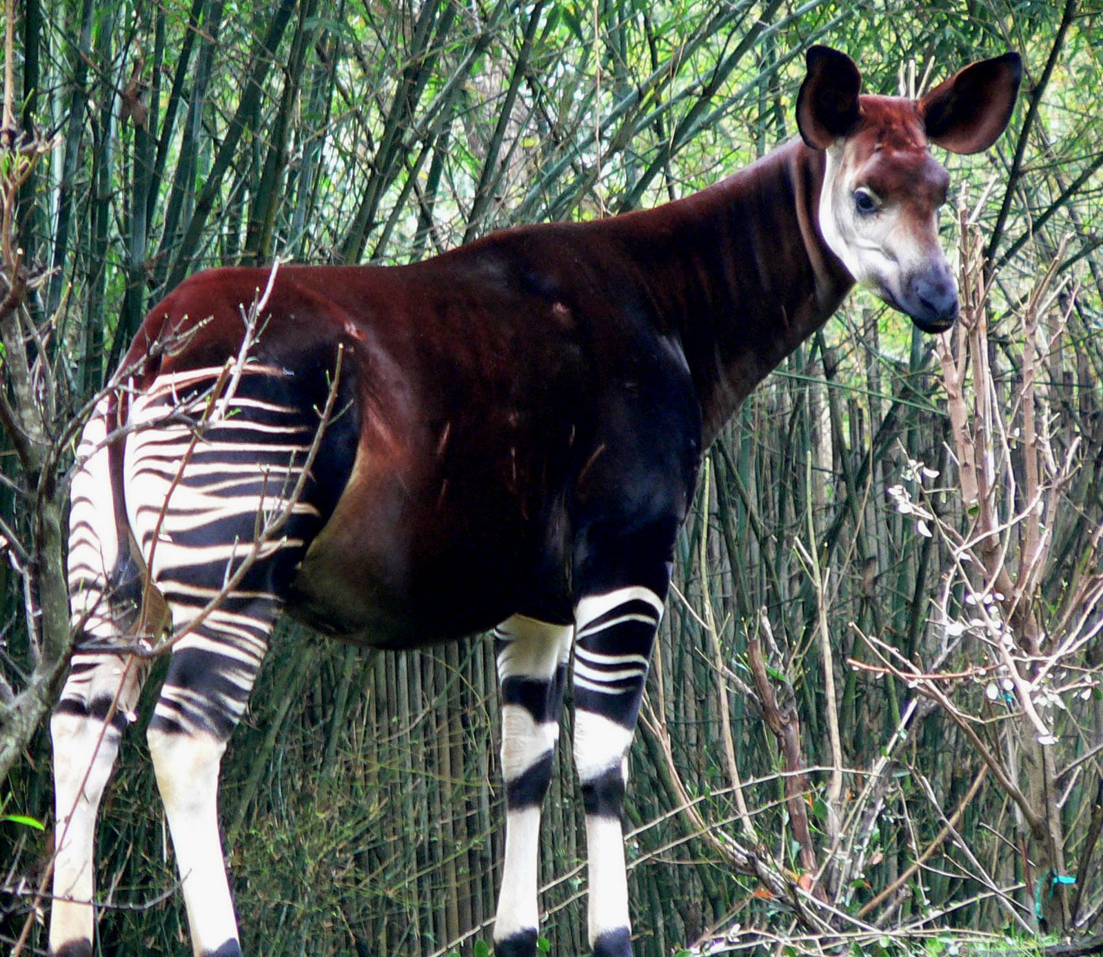 [okapi.jpg]
