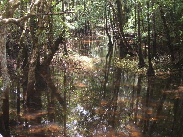 [219193-Mangrove-swamp-0.jpg]