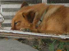 Afternoon nap