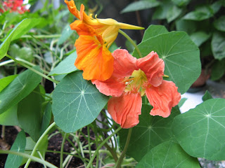 Gardening with kids,nasturtium,Sunflowers,stay in pots