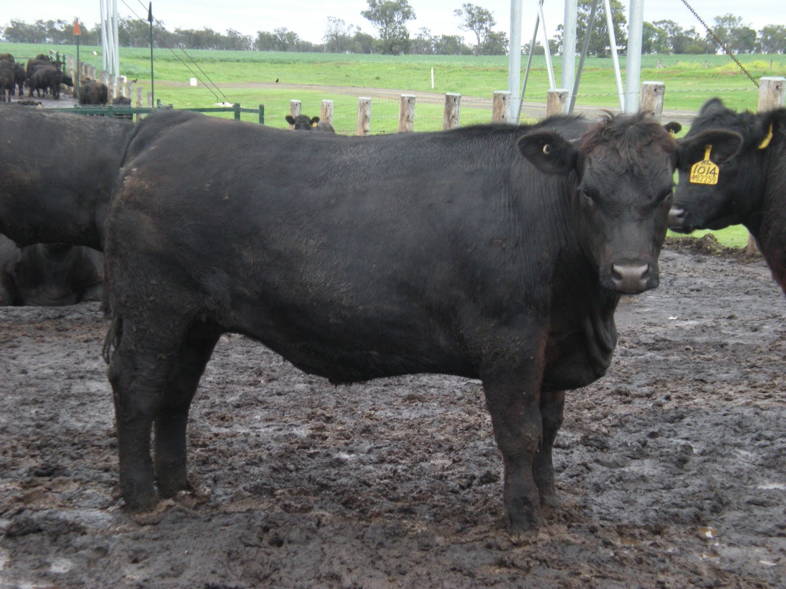 Crystal Cattle The Australia Feedlot