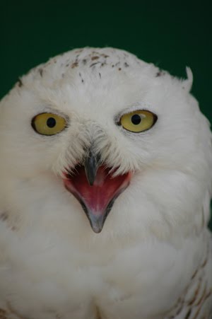 snowy owl