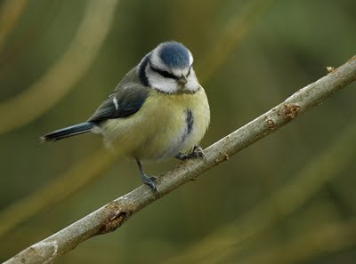 Blue tit