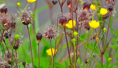 WATER AVENS