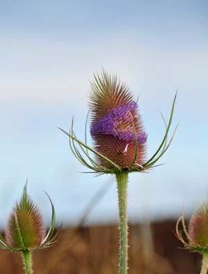 WILD TEASEL