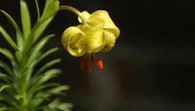 PYRENEAN LILY