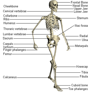 human body   skeletal system