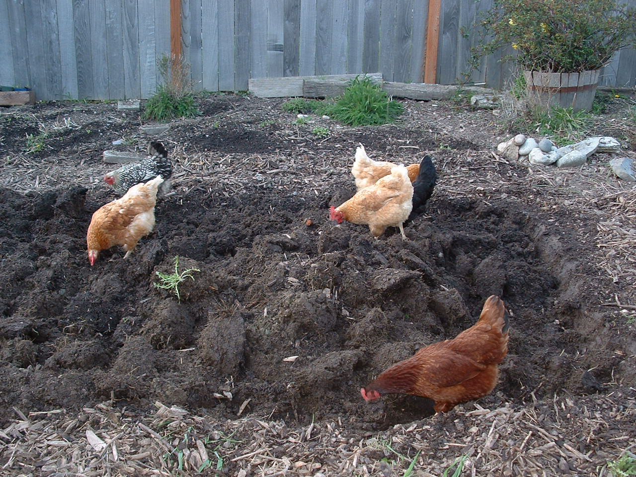 [Chickens+working.JPG]
