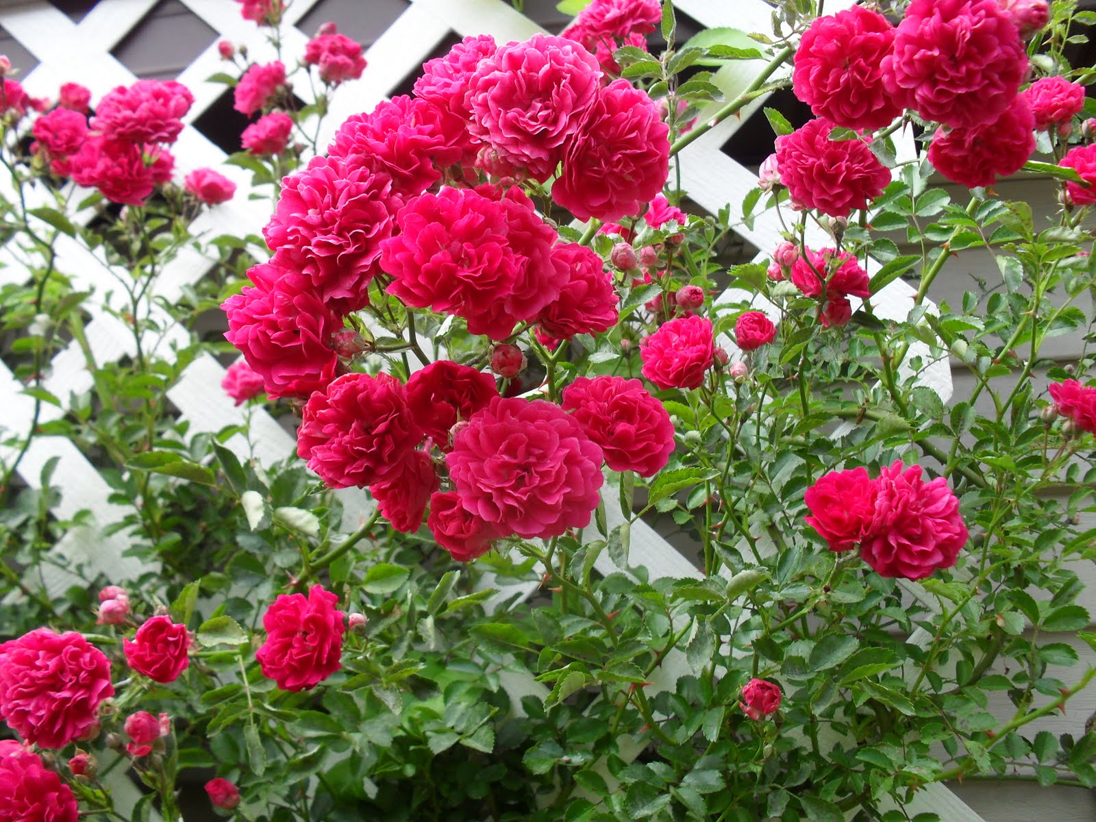 At home with Elaine A special rosebush