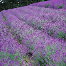 I ♥ lavender