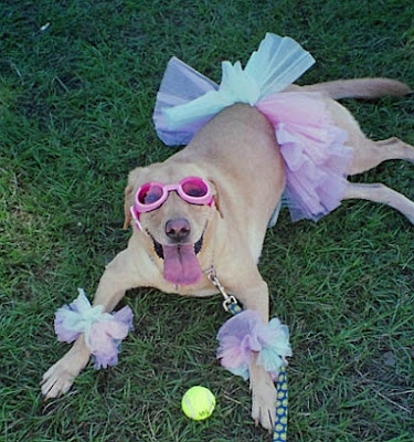 Foto de Cachorro vestido de bailarina