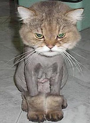 Foto de gato tosado como um poodle