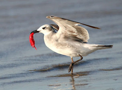 Gaivota com pedaço de plástico vermelho no bico.