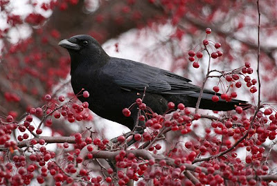 Pássaro negro pousado em arvore carregada de cerejas.