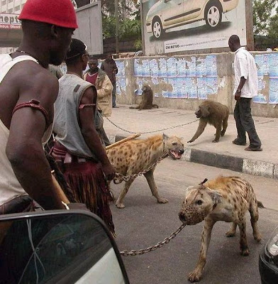 Hienas e babuínos acorrentados em tentativa de domesticação, na Nigéria.