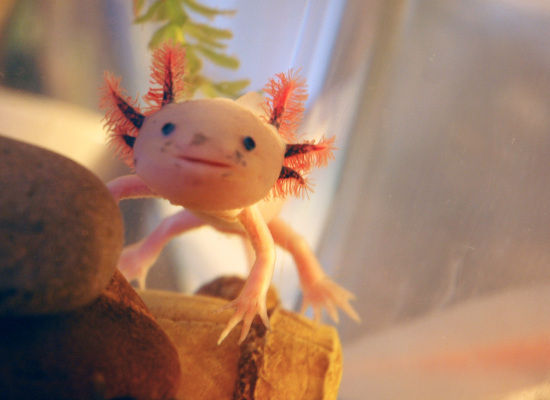 Just some facts on Axolotl: