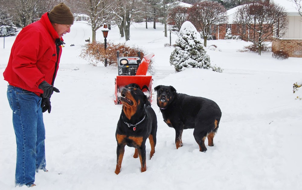Living with Rottweilers Winter Wonderland Our Rottweilers love to
