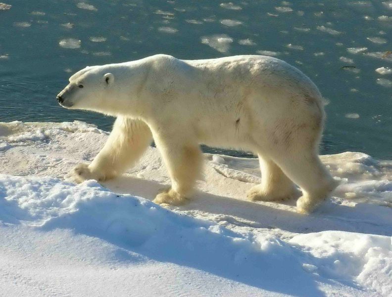 massive polar bear