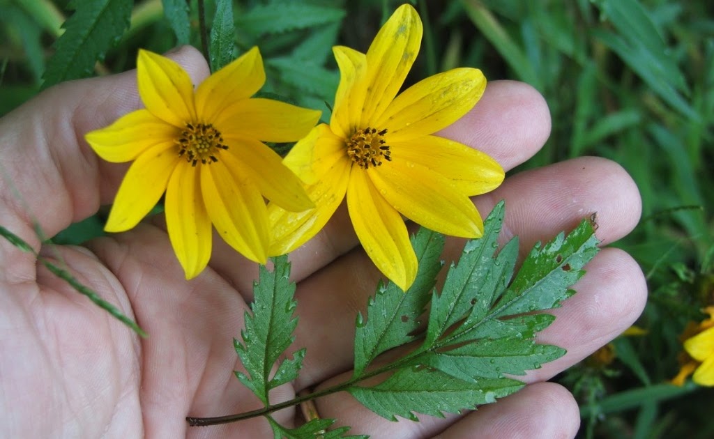 Hort Blog Pretty Yellow Fall Flowers
