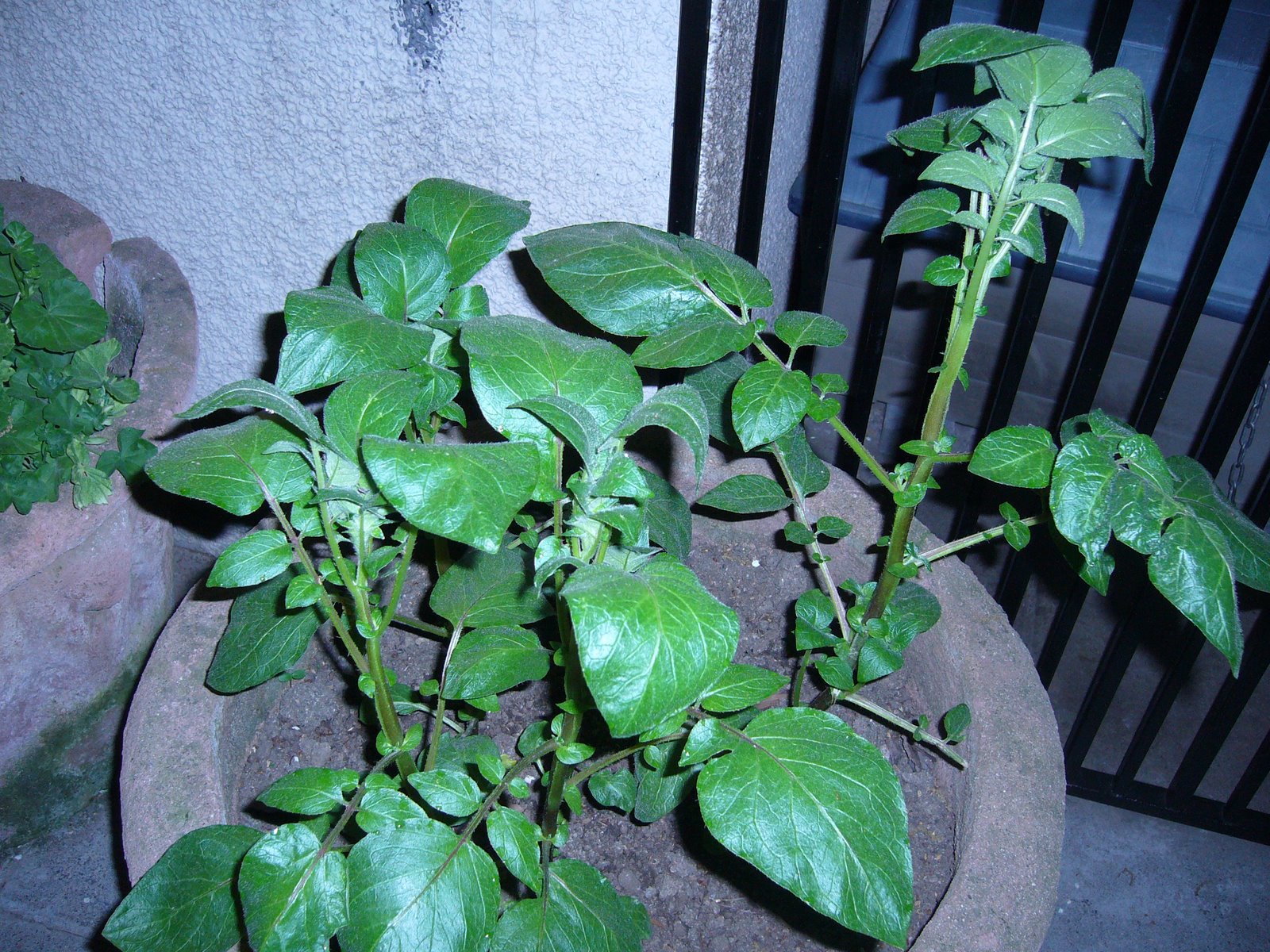 [P1020750.JPG]