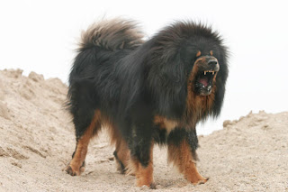do khyi tibetan mastiff