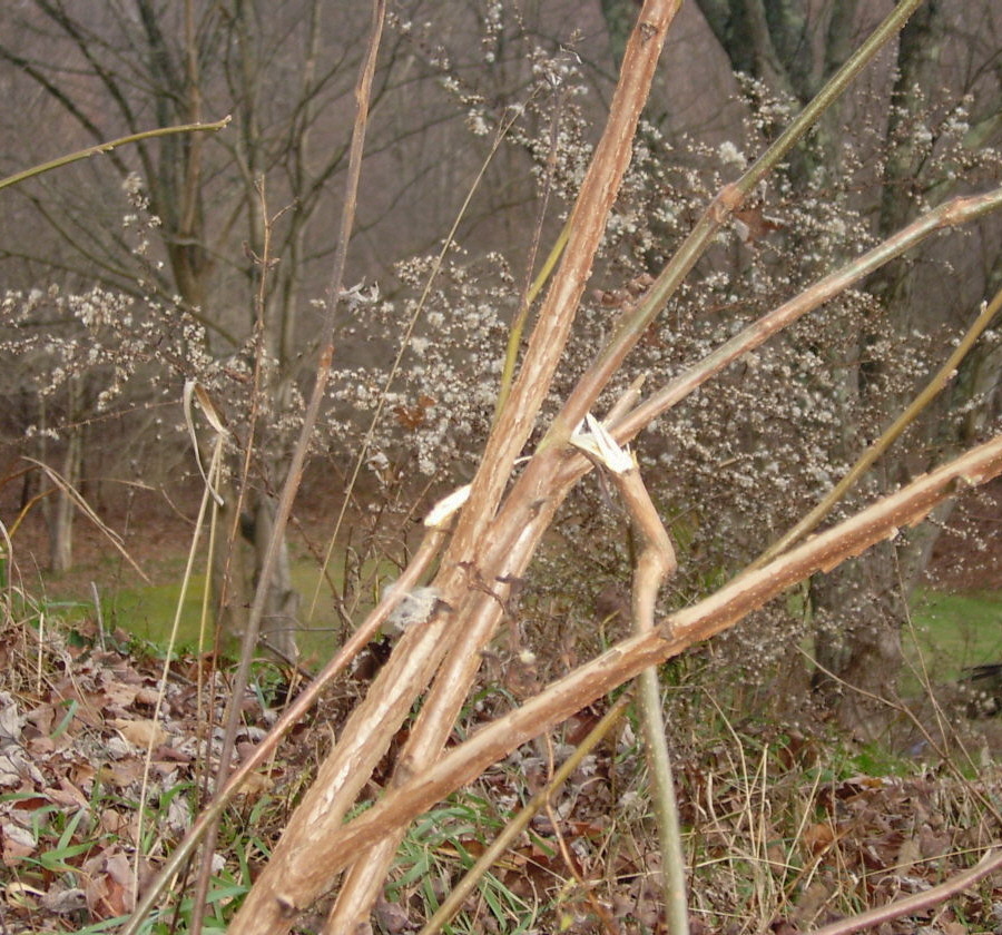 [trampoline3++broken+limb+12-1-06.jpg]