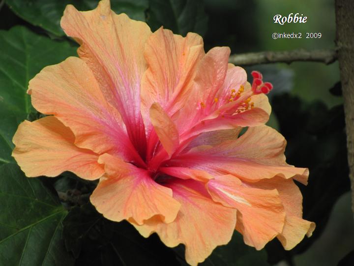 [HAWAII+DAY+13+PIC+-+6.jpg]