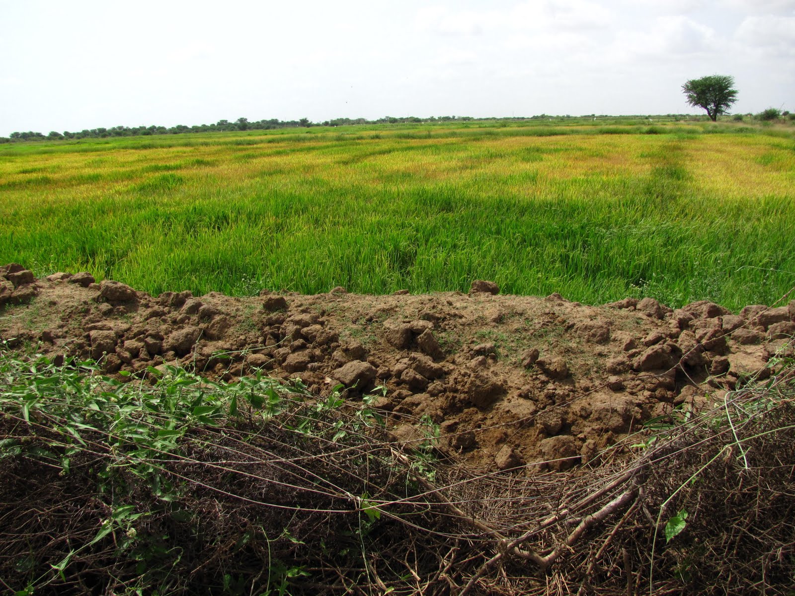 Senegal Agriculture in Senegal