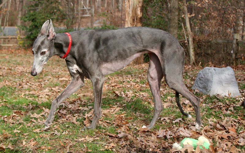 genji 39 s corner christmas puppy first snow pomplamoose christmas
