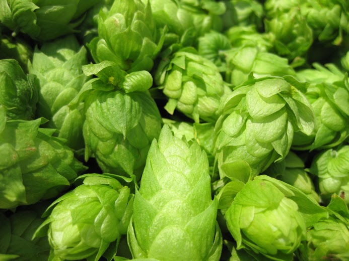 The Mad Fermentationist Homebrewing Blog Wet Hopped Pale Ale Recipe