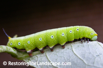 Reading The Washington Landscape Notes On Symphoricarpos Albus Or
