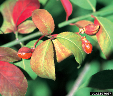 How To Grow Euonymus Alatus The Burning Bush The Garden Of Eaden