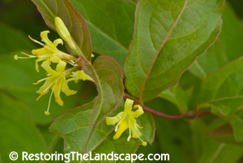 Successfully Grow Shrubs And Bushes In Containers Even If You