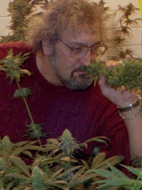 Jack Herer