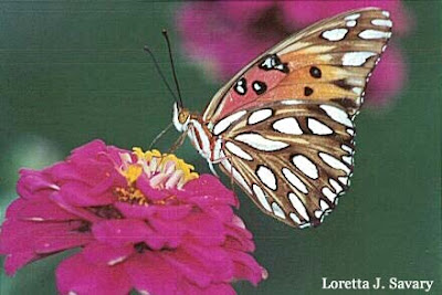 papillon butinant
