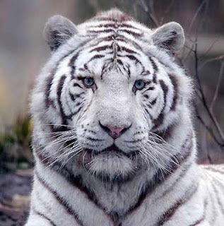 tigre blanc de face