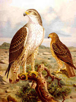 un meilleur emblème que le coq aigle de Bonelli
