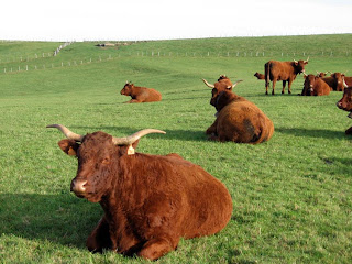 salers vache rousse