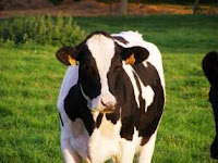 vache