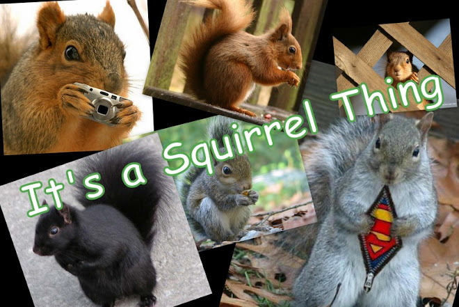 It's a Squirrel Thing
