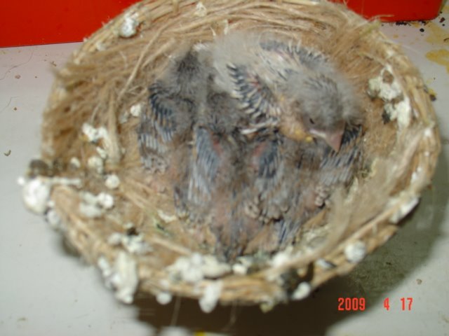 [FOTO+CANARIOS+COM+10+DIAS+033.jpg]