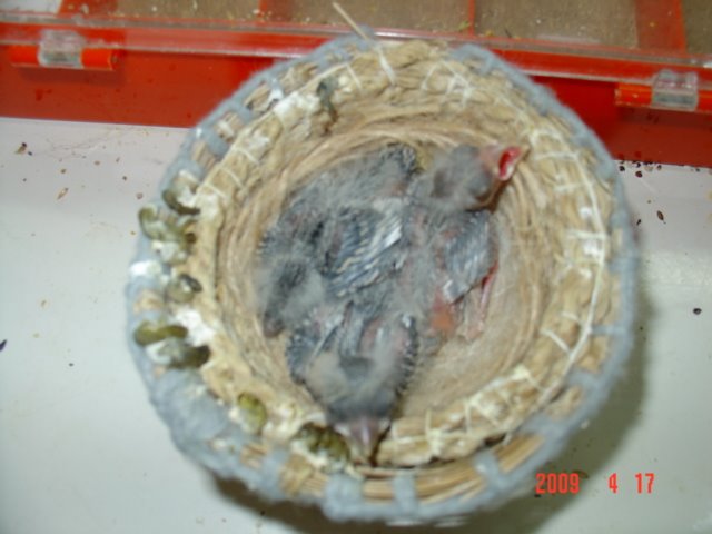 [FOTO+CANARIOS+COM+10+DIAS+056.jpg]